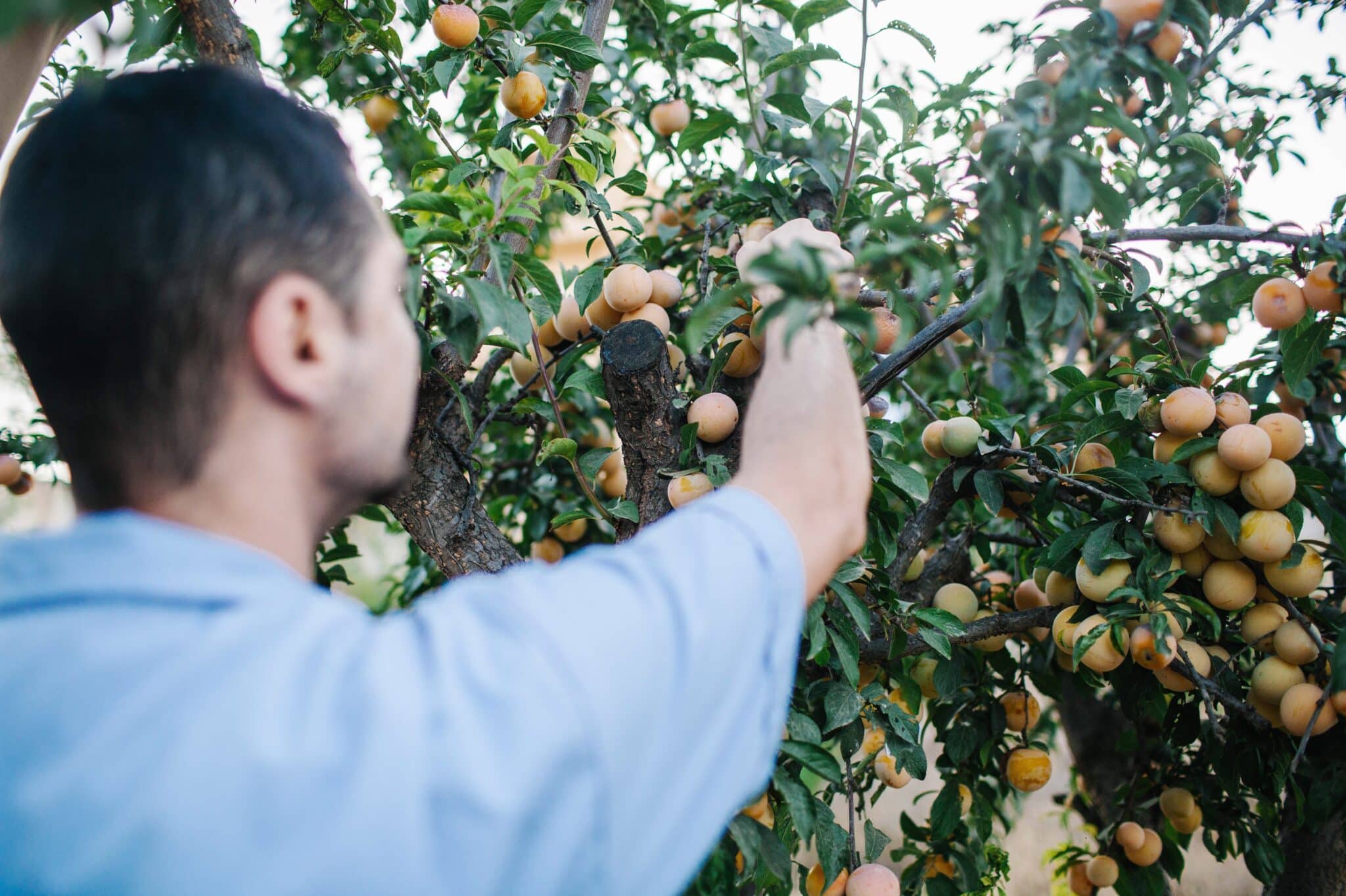 Les Vergers Lyonnais - fruits dans arbre